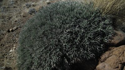 Euphorbia lignosa, photographed by Shaun Swanepoel