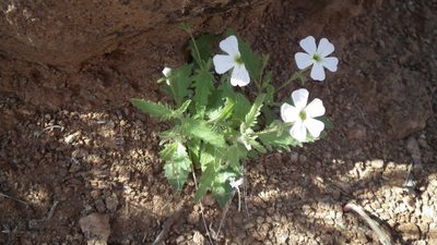 Jamesbrittenia megadenia, photographed by Shaun Swanepoel