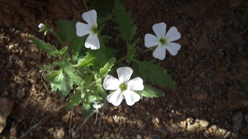 Jamesbrittenia megadenia, photographed by Shaun Swanepoel