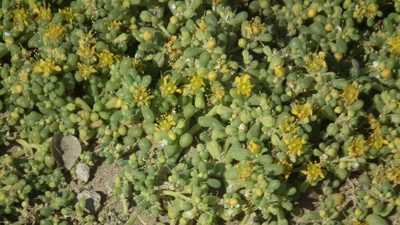 Zygophyllum simplex, photographed by Shaun Swanepoel