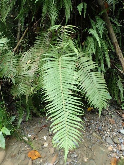 Sphaerostephanos taiwanensis, photographed by Chen Jia Hong