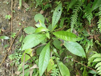 Blumea lanceolaria, photographed by Chen Jia Hong
