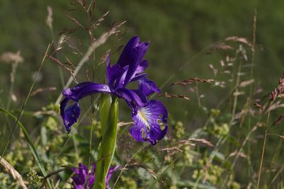 Iris latifolia, photographed by Benoit NABHOLZ