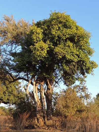 Cordia goetzei, photographed by i_c_riddell