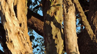 Cordia goetzei, photographed by i_c_riddell