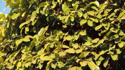 Cordia goetzei, photographed by i_c_riddell