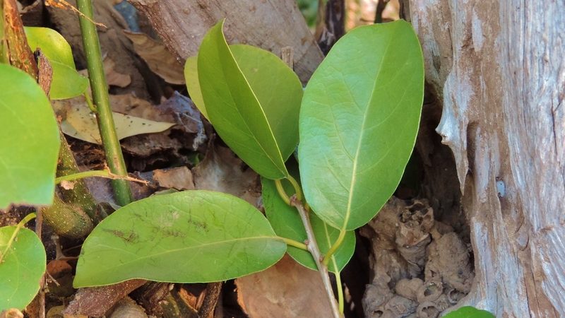 Cordia goetzei, photographed by i_c_riddell