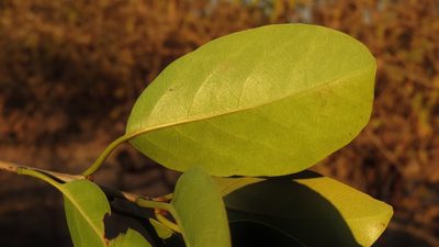Cordia goetzei, photographed by i_c_riddell