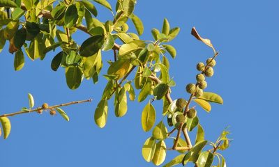 Maclura africana, photographed by i_c_riddell