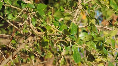 Maclura africana, photographed by i_c_riddell