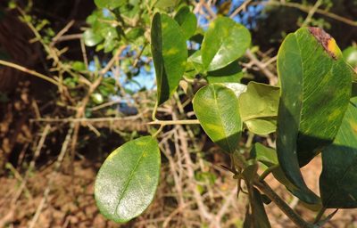 Maclura africana, photographed by i_c_riddell