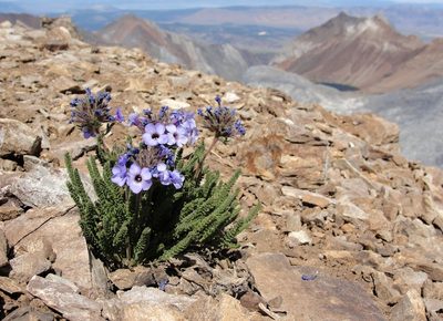 Polemonium eximium, photographed by Miguel Vieira