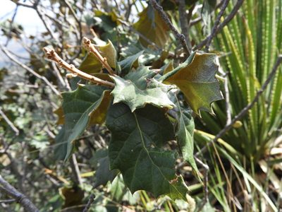 Quercus hypoxantha, photographed by Leticia Jiménez Hernández