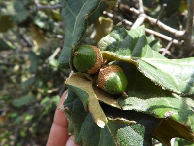 Quercus hypoxantha, photographed by Leticia Jiménez Hernández