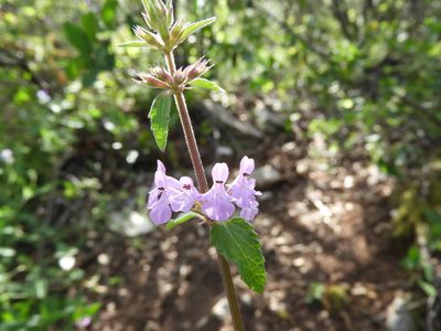 Stachys bigelovii, photographed by Leticia Jiménez Hernández