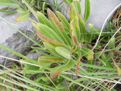 Asclepias virletii, photographed by Leticia Jiménez Hernández