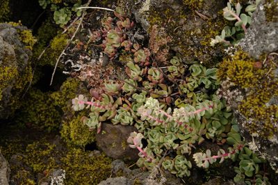 Sedum oregonense, photographed by Eric Knight