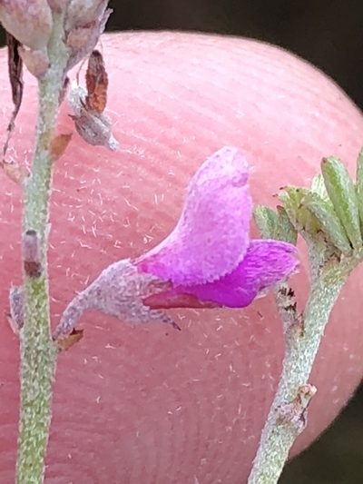 Indigofera calcarea, photographed by Dave U