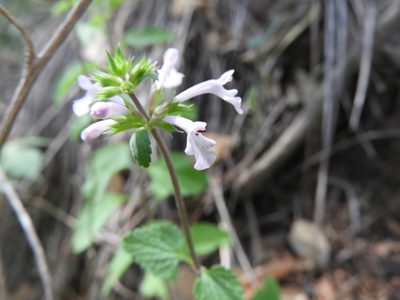Stachys bigelovii, photographed by Leticia Jiménez Hernández