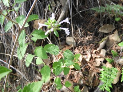 Stachys bigelovii, photographed by Leticia Jiménez Hernández