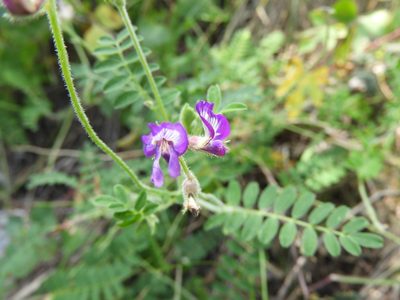 Astragalus greggii, photographed by Leticia Jiménez Hernández