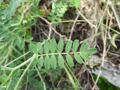 Astragalus greggii, photographed by Leticia Jiménez Hernández