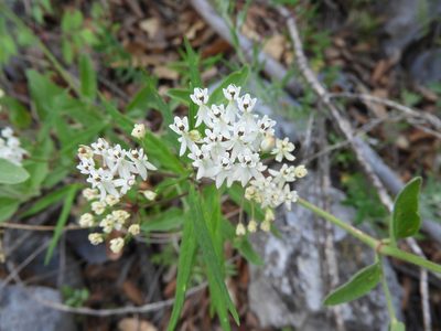 Asclepias angustifolia, photographed by Leticia Jiménez Hernández