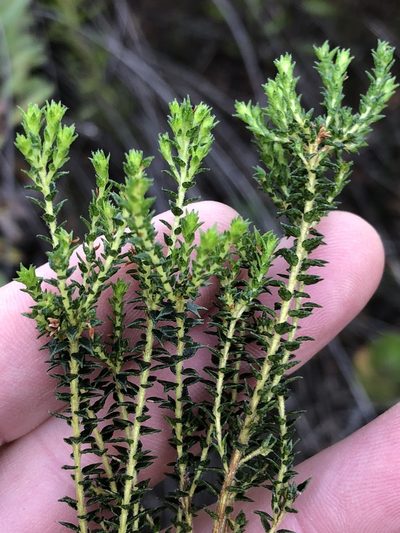 Agathosma cerefolia, photographed by Dave U