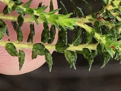 Agathosma cerefolia, photographed by Dave U