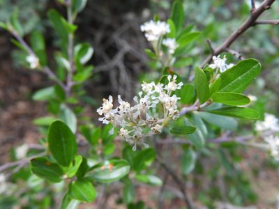 Ceanothus buxifolius, photographed by Leticia Jiménez Hernández