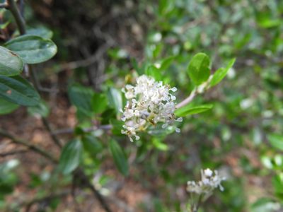 Ceanothus buxifolius, photographed by Leticia Jiménez Hernández