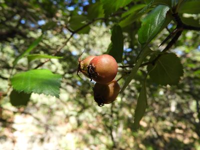 Crataegus baroussana, photographed by Leticia Jiménez Hernández
