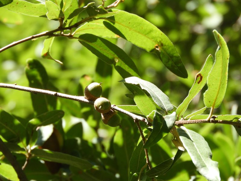 Quercus mexicana, photographed by Leticia Jiménez Hernández