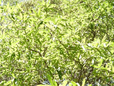 Quercus mexicana, photographed by Leticia Jiménez Hernández