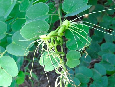 Bauhinia pauletia, photographed by Francisco Farriols Sarabia