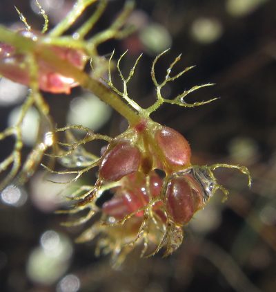 Utricularia reflexa, photographed by Robert Taylor