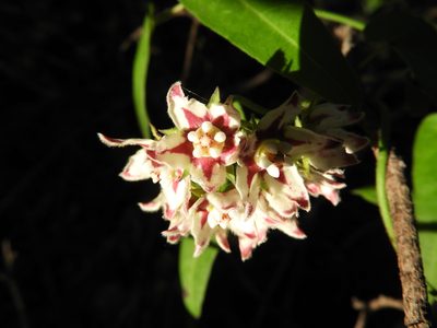 Funastrum torreyi, photographed by Leticia Jiménez Hernández