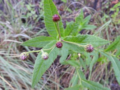 Vernonia greggii, photographed by Leticia Jiménez Hernández