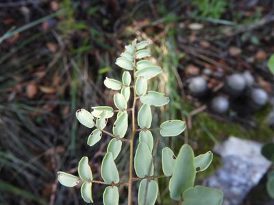 Pellaea intermedia, photographed by Leticia Jiménez Hernández