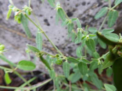 Euphorbia macropus, photographed by Leticia Jiménez Hernández