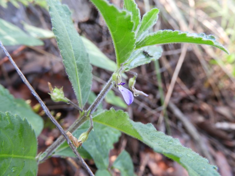 Pombalia verbenacea, photographed by Leticia Jiménez Hernández