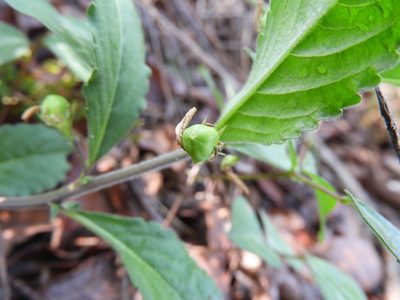 Pombalia verbenacea, photographed by Leticia Jiménez Hernández