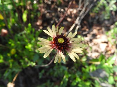 Gaillardia mexicana, photographed by Leticia Jiménez Hernández