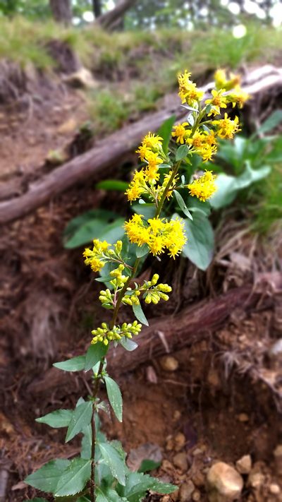 Solidago sciaphila, photographed by aarongunnar