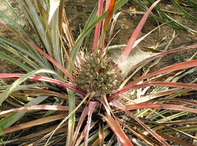 Bromelia hemispherica, photographed by Francisco Farriols Sarabia