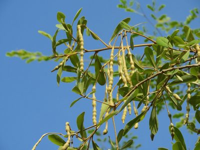 Morisonia indica, photographed by Francisco Farriols Sarabia