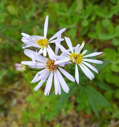 Eurybia radula, photographed by Todd Boland