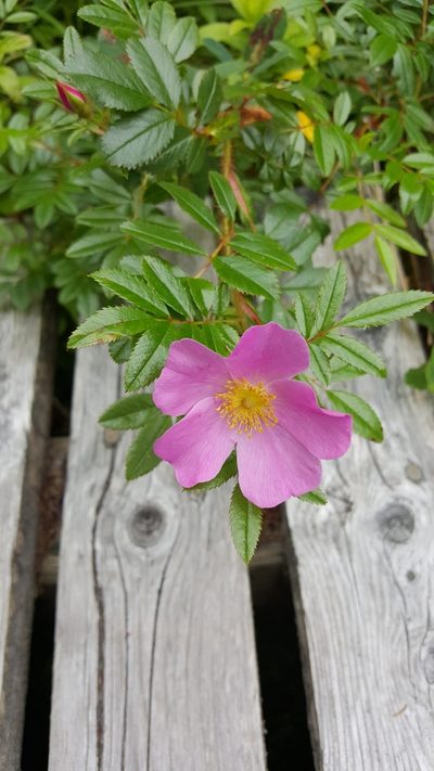 Rosa nitida, photographed by Todd Boland