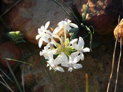 Lapeirousia pyramidalis, photographed by Klaus Wehrlin