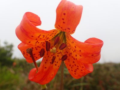 Lilium maritimum, photographed by Scott Yarger
